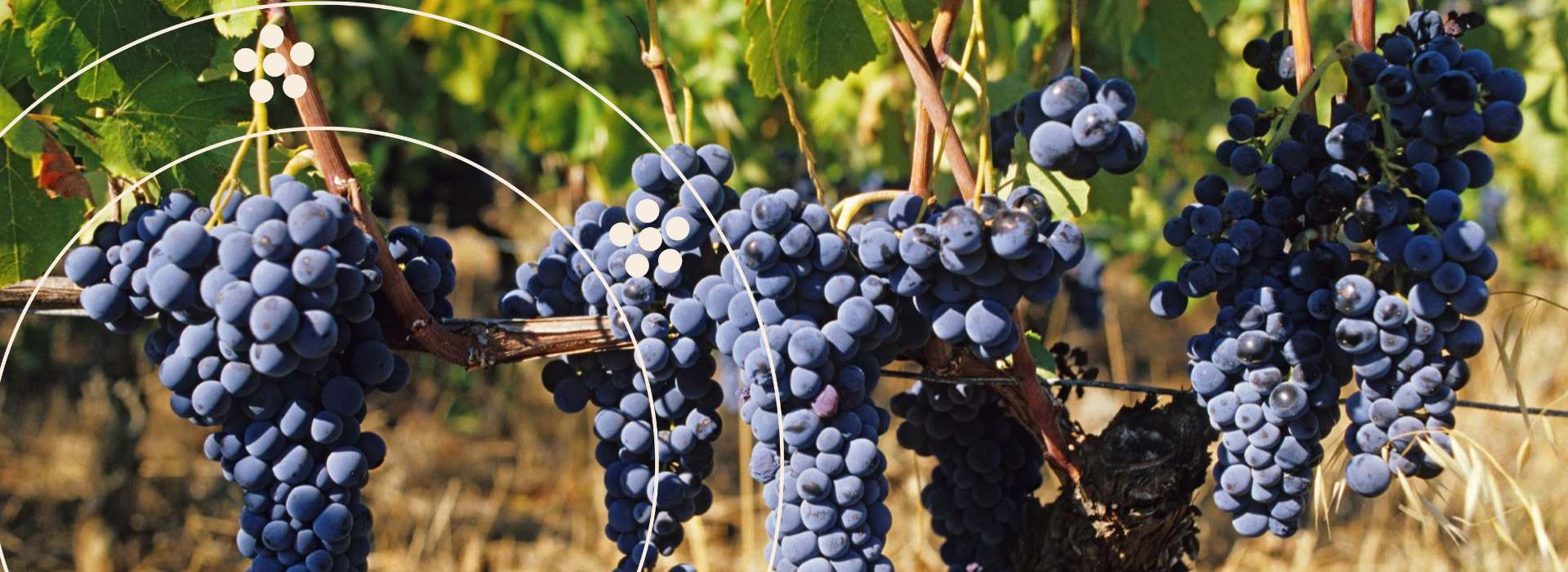 Uva Aglianico