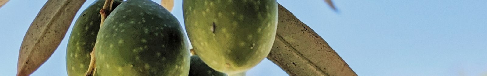 Turismo dell’olio nel Mediterraneo: al via la promozione delle strade dell’olio in Basilicata