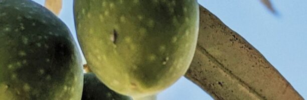 Turismo dell’olio nel Mediterraneo: al via la promozione delle strade dell’olio in Basilicata
